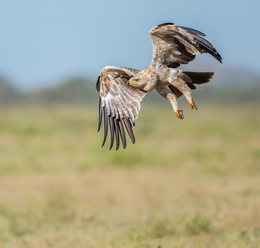 Arusha NP Bird Watching